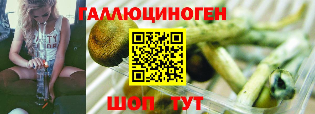 Галлюциногенные грибы Psilocybe  Псилоцибиновые грибы Psilocybine cubensis  Черняховск  Вход с VPN 